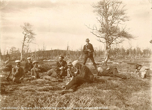 Rast i ´Döda skogen´ i Handölsdalen 1893